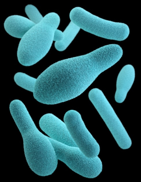 Understanding Microbial Ecology